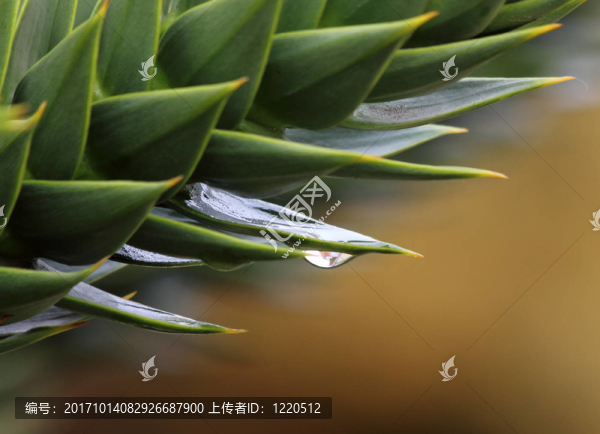 葉