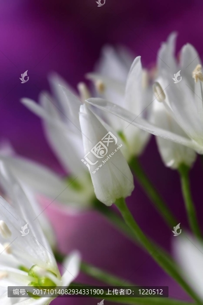 野蒜花