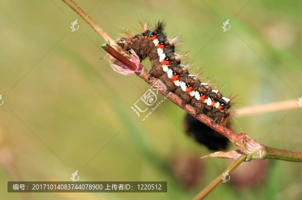 向上的