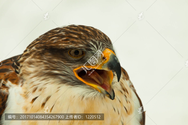 王鵟Buteo幼蟲-