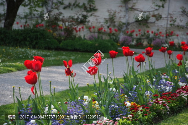 郁金香和其他花