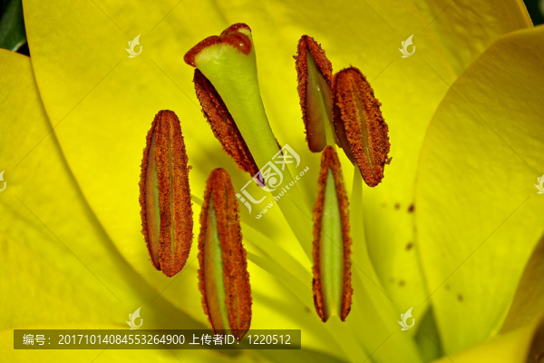 百合花的雄蕊