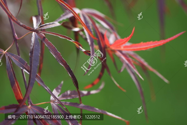 宏碁掌，紅日本大張旗鼓