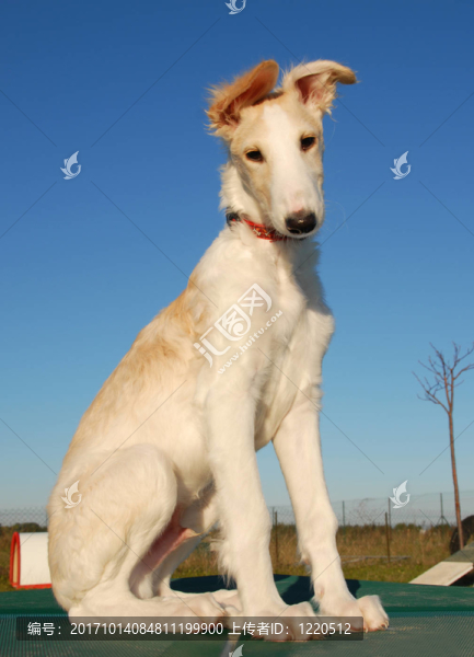 狗