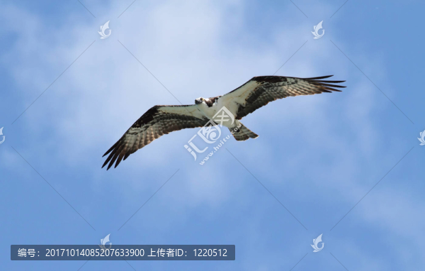 鳥