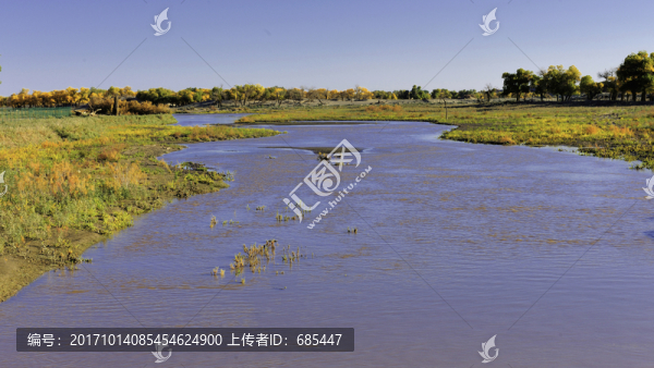 胡楊,額濟(jì)納