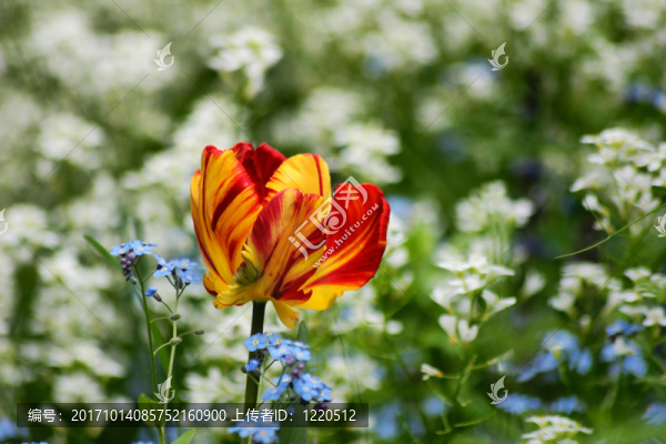 花園