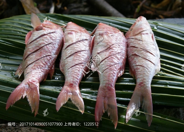 魚(yú)搶食