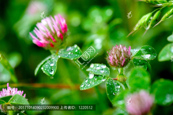 花卉