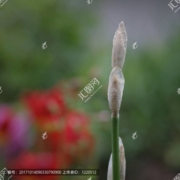 花芽
