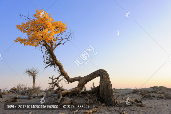 胡楊,額濟(jì)納
