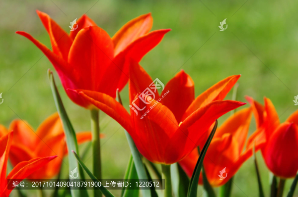 郁金香紅郁金香19