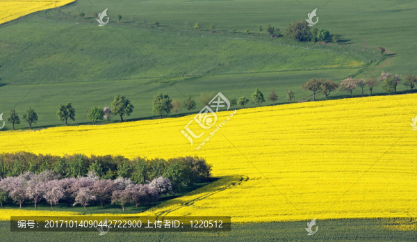 開花景觀