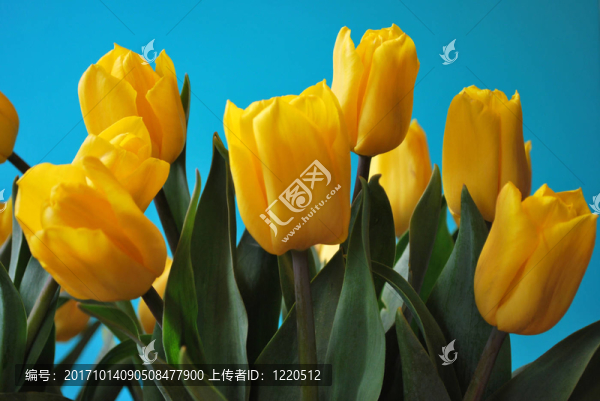 藍(lán)色的花