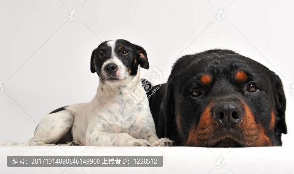 狗
