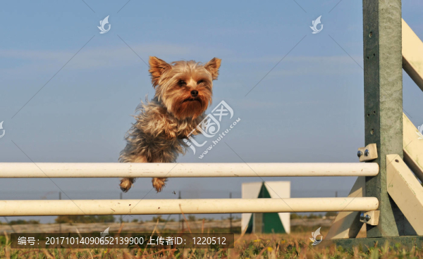 動物