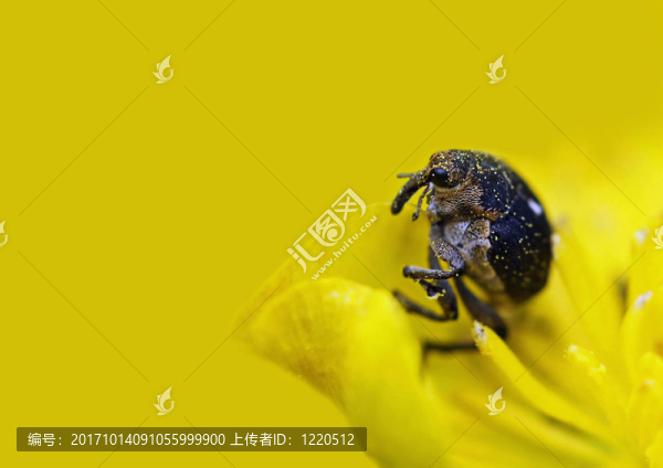 白色朋克長期schwertlilienrüssler