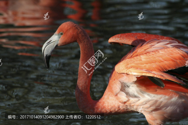 火烈鳥
