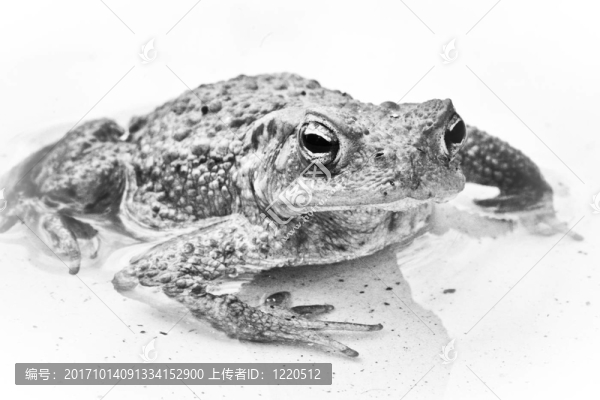 蟾蜍在水