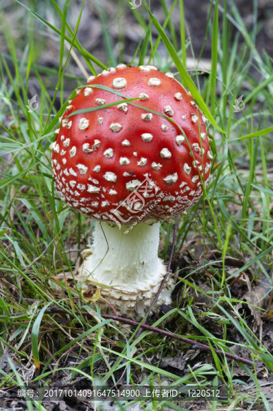 蘑菇