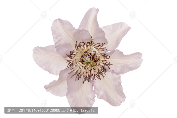 花（鐵線蓮）