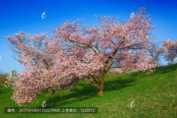 盛開(kāi)的櫻花