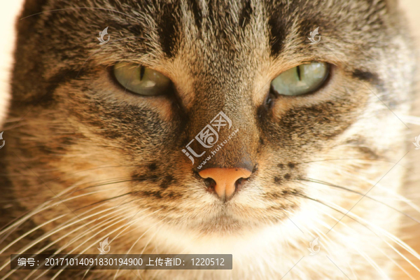 貓