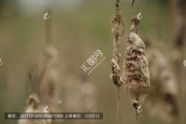 蘆葦