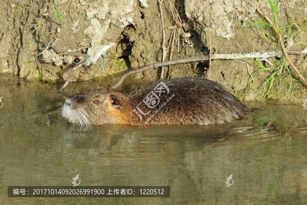 海貍鼠115,585,042,3
