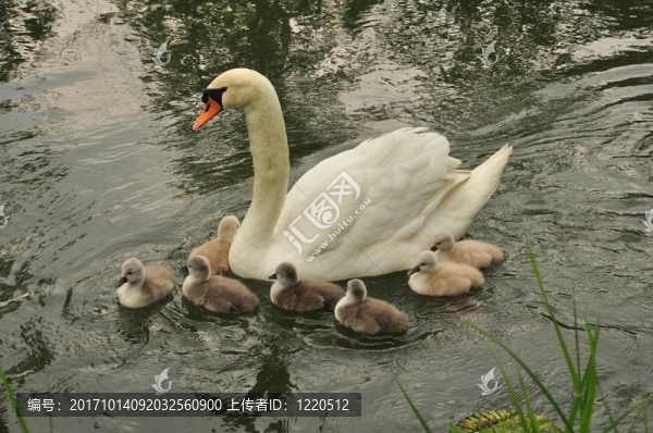 天鵝115,911,060