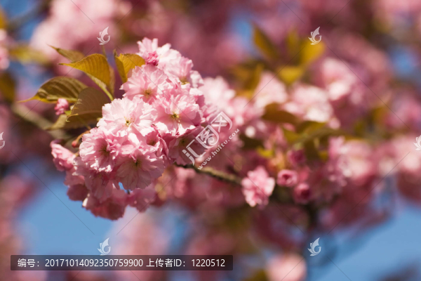日本的櫻花