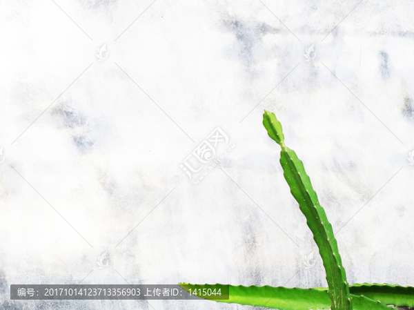 火龍果苗