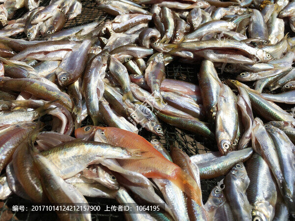 曬魚干