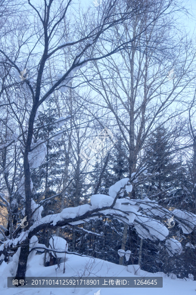 雪,雪鄉(xiāng),東北,冬天,冰雪