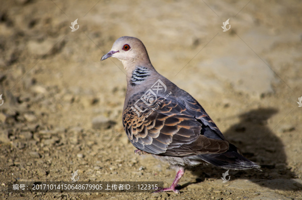 野鴿子