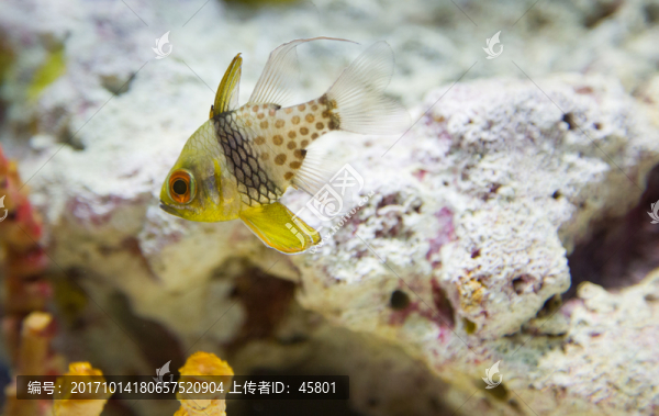 玫瑰魚