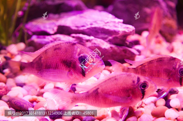 熱帶海水魚(yú)