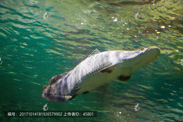 巨骨舌魚(yú)