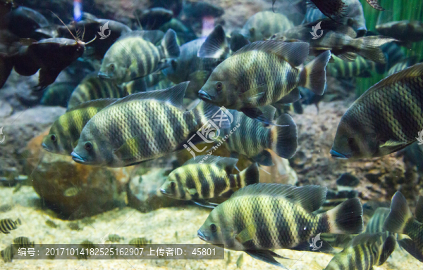 非洲十間魚