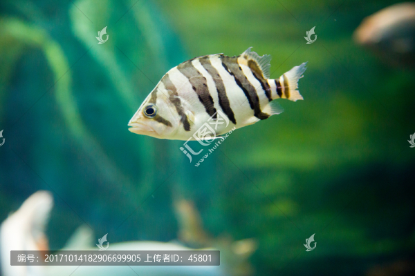 虎魚
