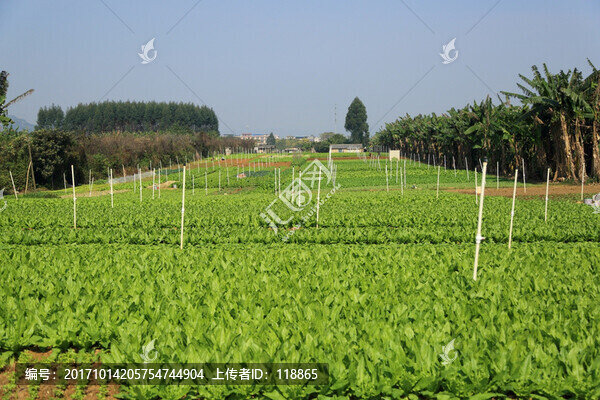 菜園子,菜田,菜籃子