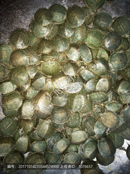 一群烏龜