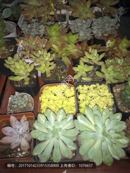 多肉植物,盆栽