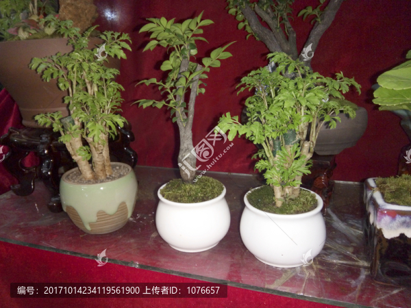 盆景樹苗