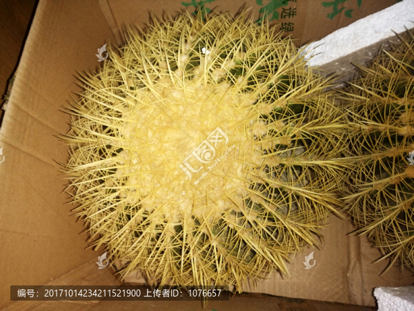 仙人球,特寫