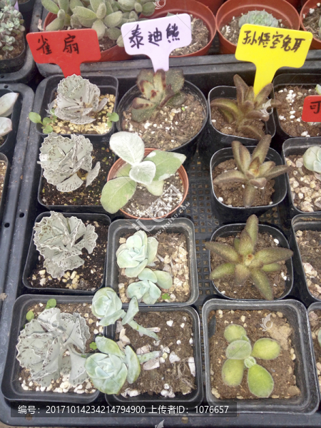 多肉植物盆栽,特寫