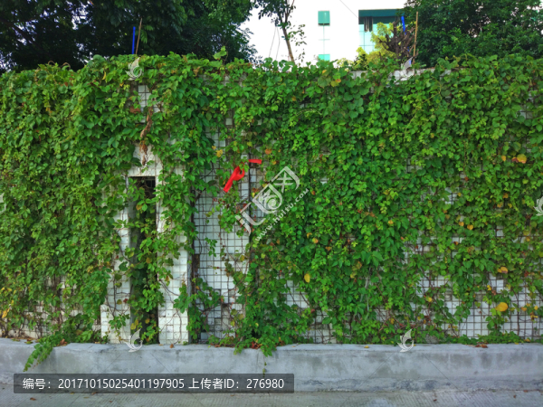 綠植墻