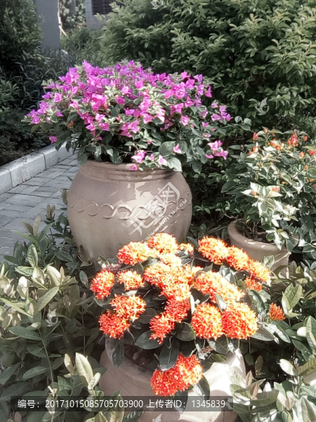 開棚花