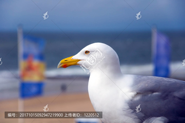 海鷗