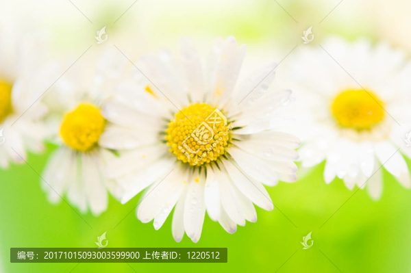 雛菊